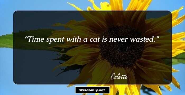 Time spent with a cat is never wasted.