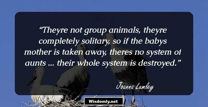 Theyre not group animals, theyre completely solitary, so if the babys mother is taken away, theres no system of aunts ... their whole system is destroyed.