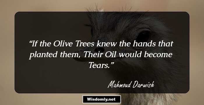 If the Olive Trees knew the hands that planted them, Their Oil would become Tears.