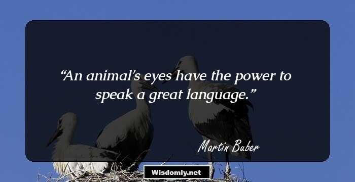 An animal's eyes have the power to speak a great language.