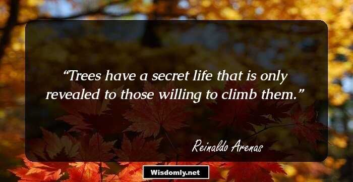 Trees have a secret life that is only revealed to those willing to climb them.